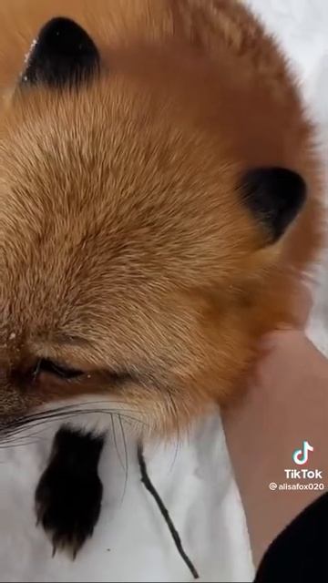 Умная лиса смотреть онлайн