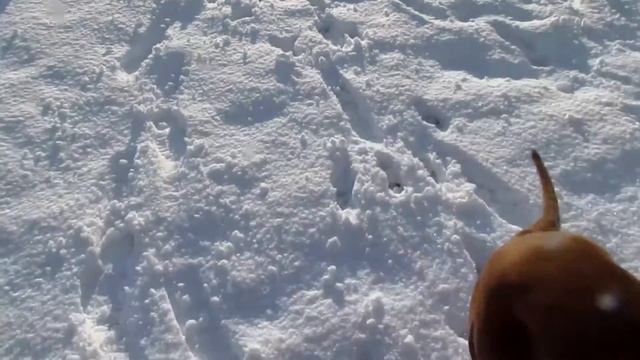 Копия видео Happy dog jumps in the snow - snowy Jerusalem 2013 \ כלב בשלג смотреть онлайн
