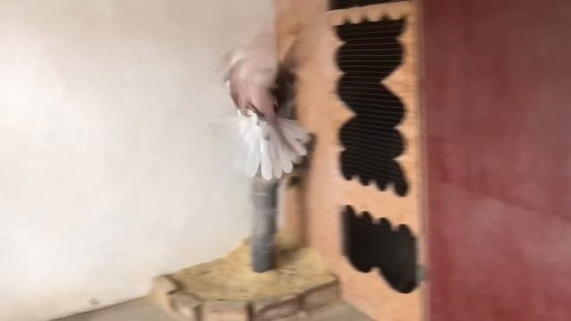 Голуби Юрия Гапонова 09.12.2018. г.Селидово, 0953680406