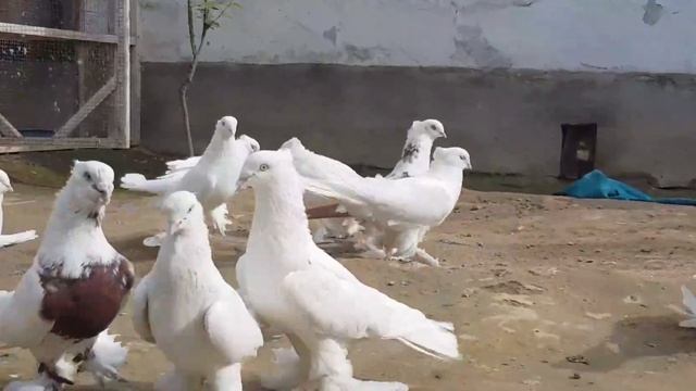 Андижон кабутарлари клуби Клуб Андижанские голуби Andijan pigeons الحمام انديجان