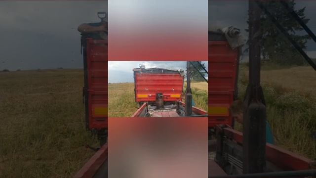 уборка озимого рапса2020, рапсовый стол Zigler, подлянка от электриков, разгрузка прицепа