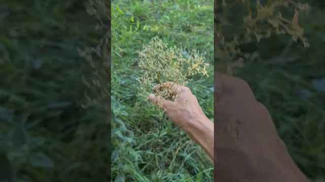 Valeriána lekárska (Valeriana officinalis) смотреть онлайн