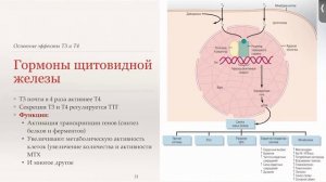 22 Эндокринная система