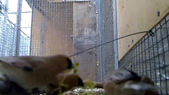 Rhodospiza obsoleta смотреть онлайн