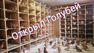 Открыл- выпустил голубей
