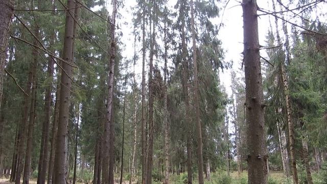 пение птиц в лесу смотреть онлайн