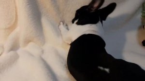 ОРИОН ФРАНЦУЗСКИЙБУЛЬДОГ