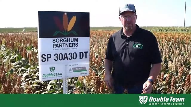 Sorghum Partners ® Product Profile- SP 30A30 DT смотреть онлайн