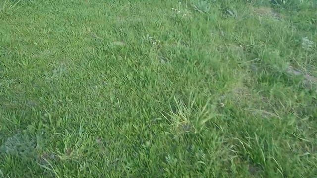 Здесь можно без поводка гулять смотреть онлайн