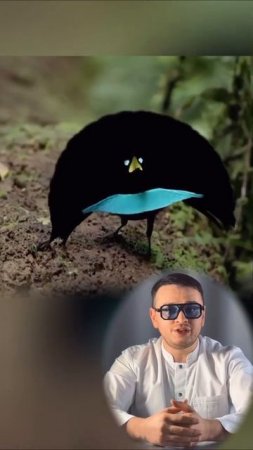 Необычная птица