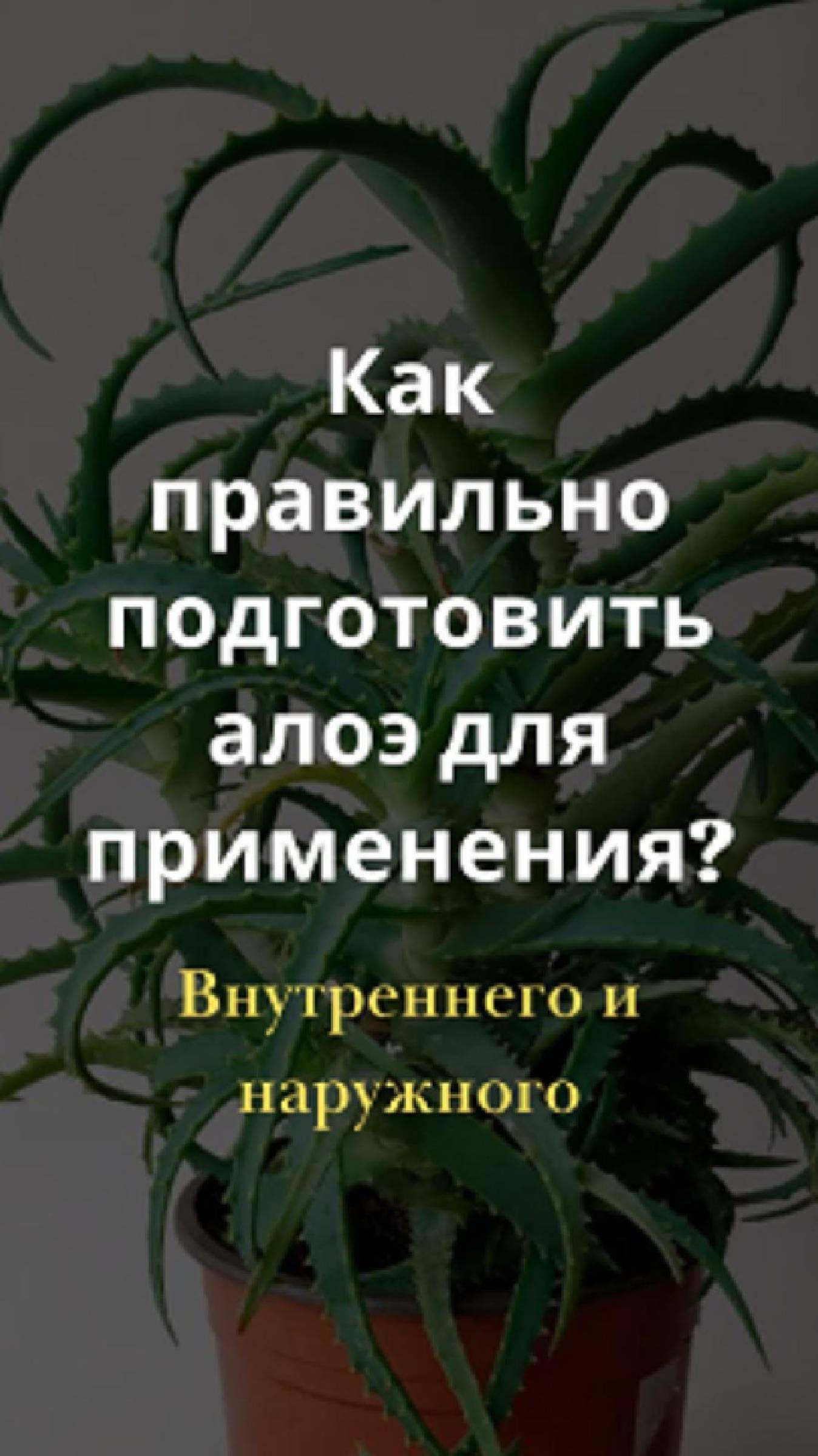 Как правильно подготовить алоэ к применению? смотреть онлайн