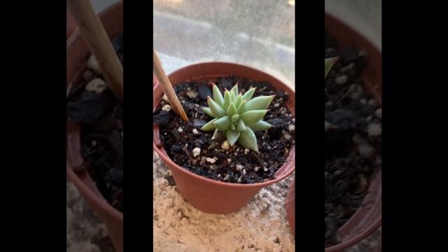 Nombres de suculentas y típs смотреть онлайн