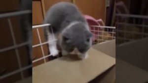 Неудавшийся побег