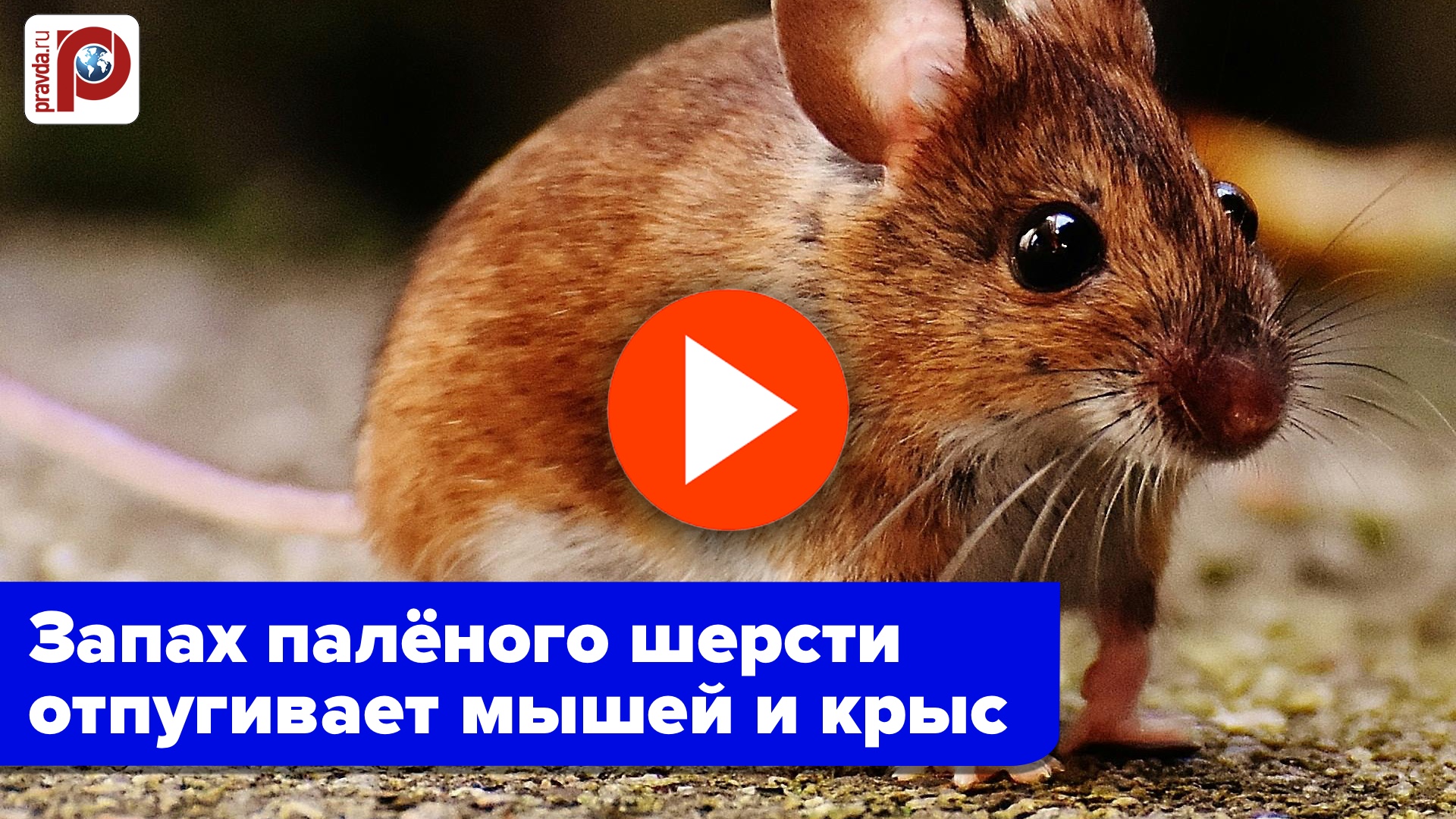 Вредители на участке