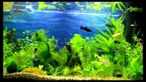 Мой первый аквариум Juwel Vision 180