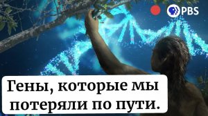 Гены, которые мы потеряли по пути