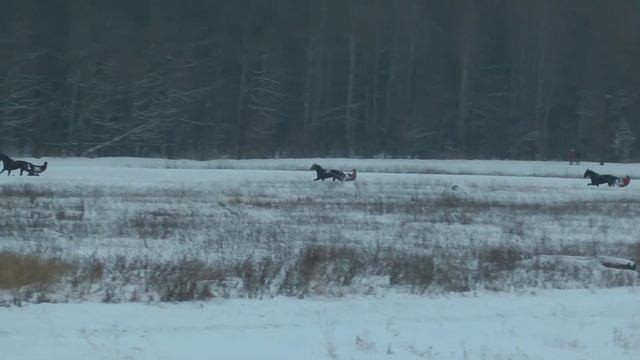 09.01.2021 г. 3-й заезд  орл. 4-х лет смотреть онлайн