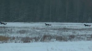 09.01.2021 г. 3-й заезд орл. 4-х лет