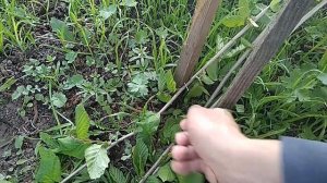 Укоренение отводков фундука - мой опыт (1 часть)