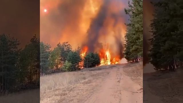 Сильный пожар в Воронеже горит лес смотреть онлайн