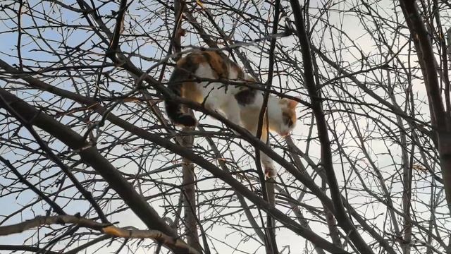 Хочу птичку... кошка Лапка все выше и выше смотреть онлайн