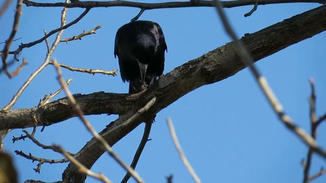 Ворон-дятел смотреть онлайн
