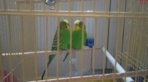 наши попугайчики