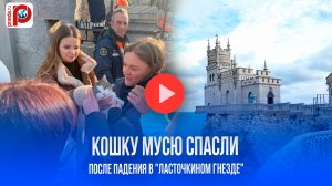 Муся, пережившая ад в 40 метров: как кошка выжила после падения в Крыму?