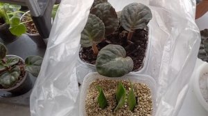 Как я размножила Сансевиерию.