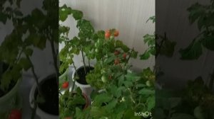 ГИДРОГЕЛЬ Уезжаем в отпуск Как спасти растения