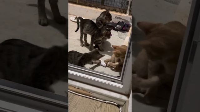 дикие котята играют бумажкой в футбол под присмотром мамы-кошки смотреть онлайн