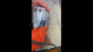 Чешуесъемная машина GB-210А