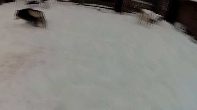 Хаски ( и не только :) ) в снегу смотреть онлайн