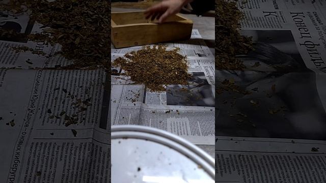 Бакун черный.