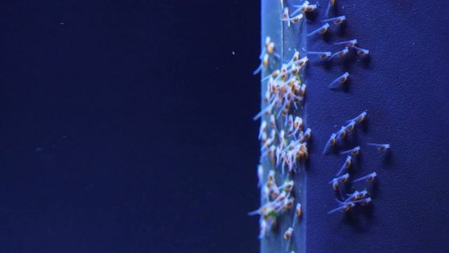 Discus Babies / Wrigglers in my 120 Gallon Discus Fish Tank | Juwel Rio 400 смотреть онлайн