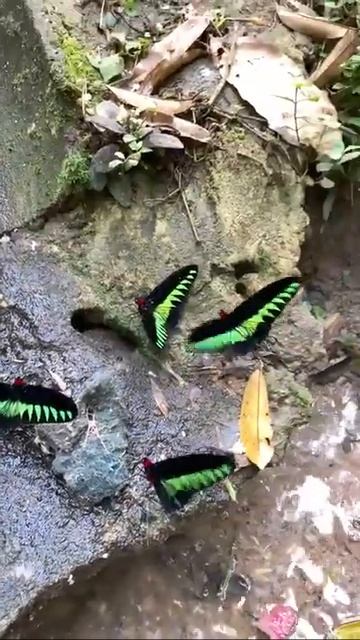 偶遇红颈鸟翼蝶 смотреть онлайн