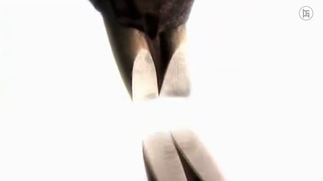 RODENSIA TERBESAR YANG HIDUP DI DUNIA - KAPIBARA #gostopedia #teukugosto смотреть онлайн