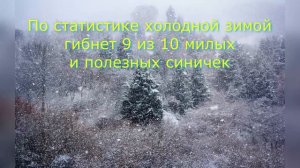 Покормите птиц зимой. Авторская песня