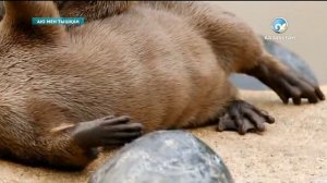 Аю мен тышқан 26 11 2013