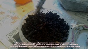 Золотой дождь - размножение семенами бобовника - стратификация и посадка