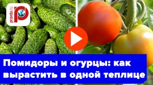 Огурцы и помидоры в одной грядке? Раскрываем главный секрет опытных дачников!