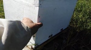 Переставной леток многокорпусного и краска для ульев из эпс.