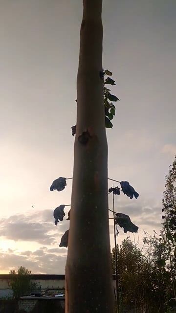 Россия Доброе Утро смотреть онлайн