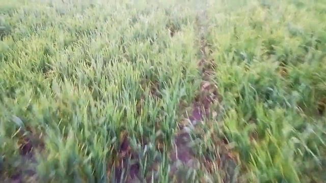 Листове підживлення. Польський оприскувач！Мінітрактор Шифенг！