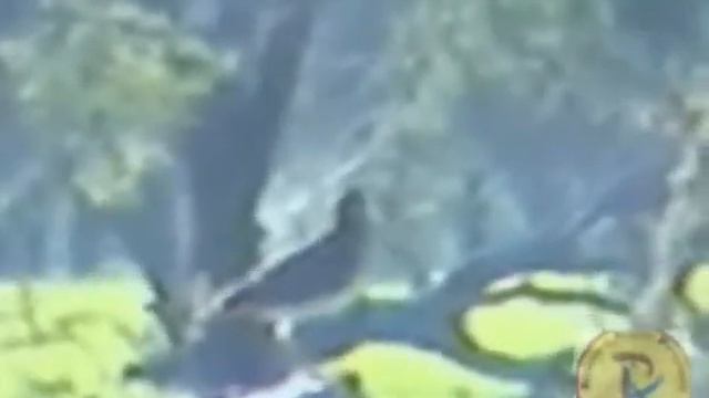 Becasina Común (Gallinago gallinago) смотреть онлайн