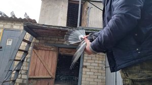 николаевские голуби. город Снигиревка