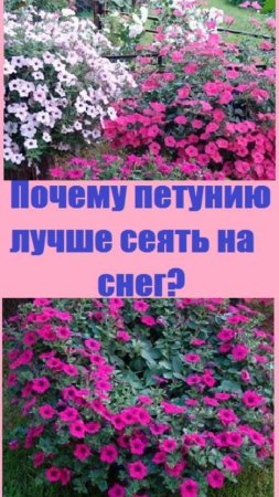 Посев петунии на снег - в чём явные преимущества этого метода?