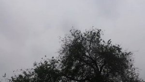 скворец подражает автосигнализации