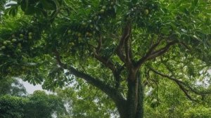 Интересные факты об авокадо