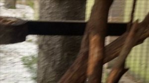 Содержание черных белок.Вырыли нору.